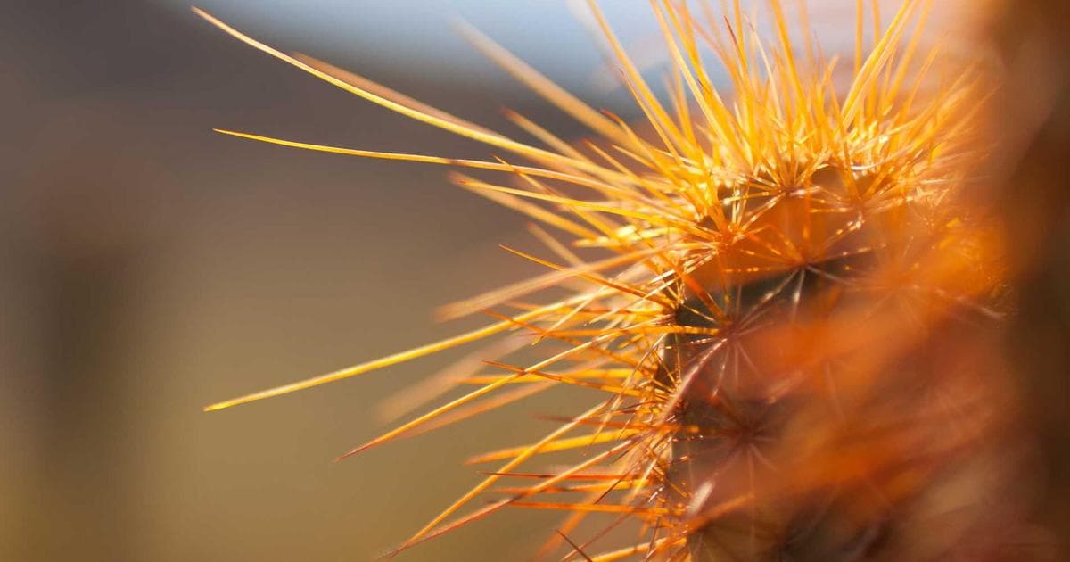 The Career You Built Is Not Betraying You. It's Revealing You.